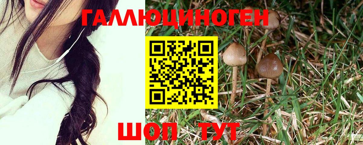 где найти   Галлюциногенные грибы мицелий  Вход с VPN  Рязань 
